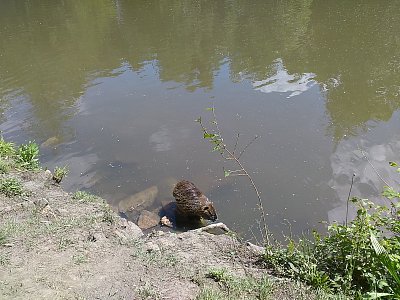 Rybáři na protějším břehu ji asi rádi nemají?! Ale v naší společnosti je v bezpečí.