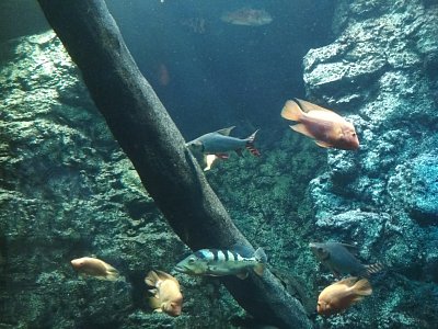 HK-akvárium