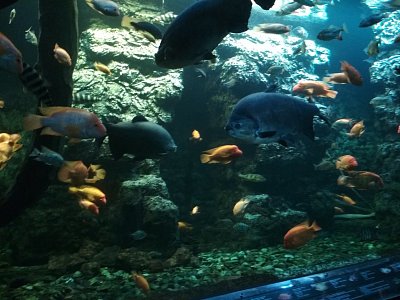 Obří akvárium-HK