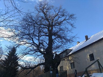 Památný strom - Žižkův dub sleduje z Podhradí Lichnici již přes 700 let