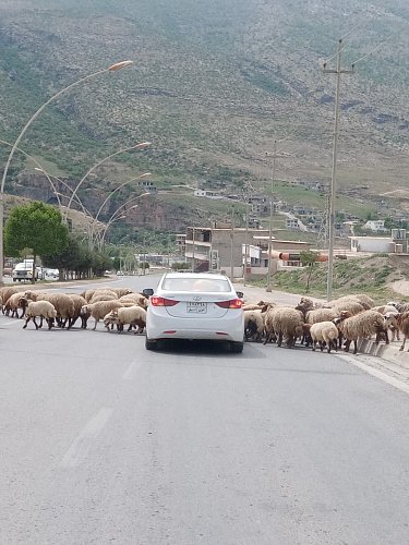 Ovce na silnici