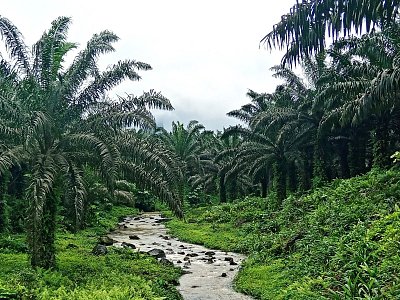 Plantáž palmy olejové