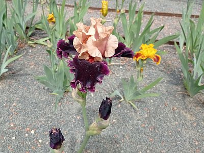 img-20250518-135424.jpg