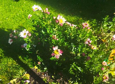 Listopadka v podvečerním slunci