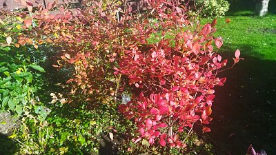 Borůvkový keř v rudém hávu