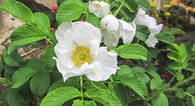 Jabloňový květ - růže svraskalá, bílá