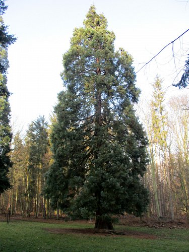 Obrovský sekvojec