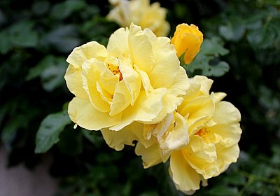 Žluté růže z Texasu?