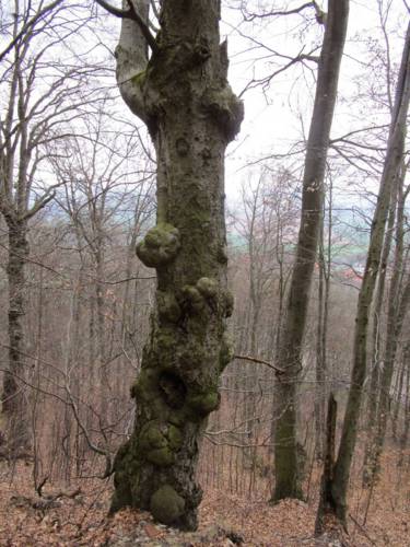 strom bradavičnatý