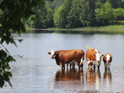 Labutí jezero ...spíš kravské