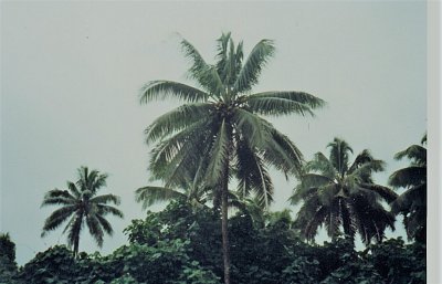Samoa - kokosové palmy