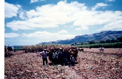 Fidži - sklizeň cukrové třtiny