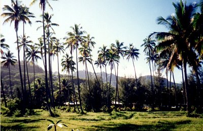 Kokosové palmy
