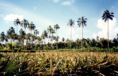 Ananasová plantáž