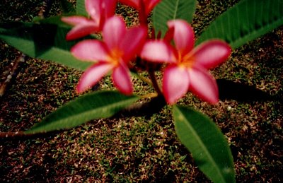 Květy Rarotongy