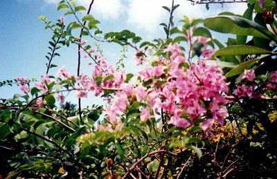 Květy Rarotongy
