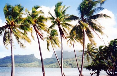 Palmy na Bora Bora