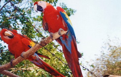 Papoušci ara, Copán