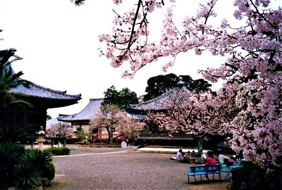 Kjóto - piknik pod sakurami
