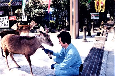 Nara - krotký jelen sika