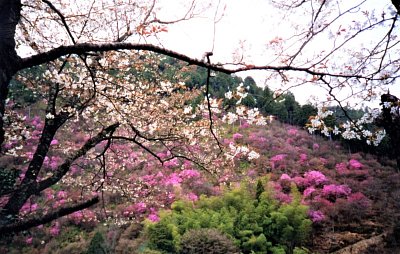 Kjóto - japonské jaro