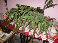Vánoční kaktus