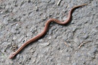 Mladá zmije (asi 30 cm)
