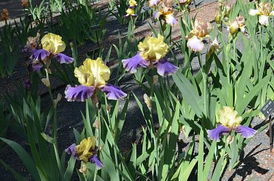 iris-09.jpg