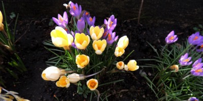 jarní práce včeliček