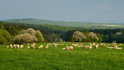 Počítání oveček