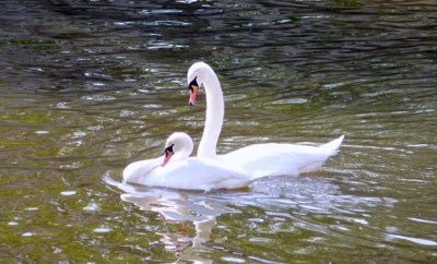 Jarní něžnosti ...