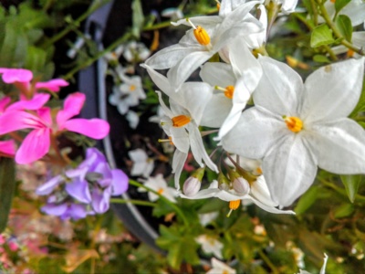 A jasmínokvětý lilek (Solanum jasminoides) půjde za chvíli také na zimní byt...