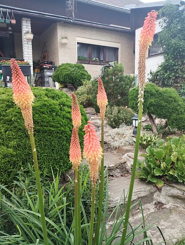 Letos kvetu jako ďas.