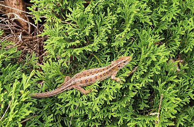 Frenštátská ještěřička