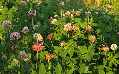 Najdi si svůj čtyřlístek