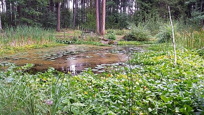 Setkání s Rusalkou