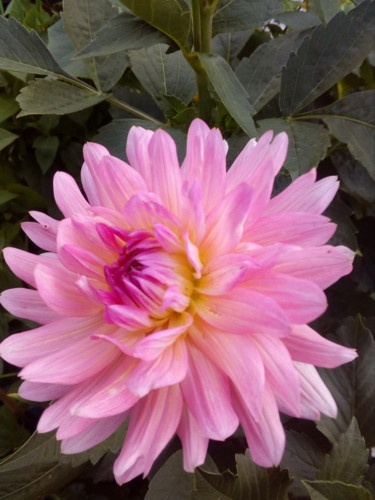 kvetou jiřinky...začíná podzim, tak to říkávala babička...