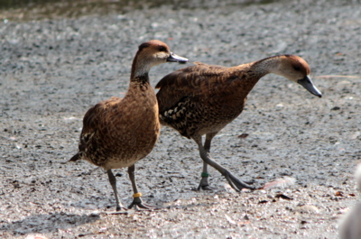 ...přece nejsi žádná husa!