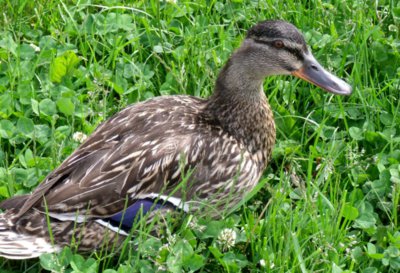 Kachna na procházce