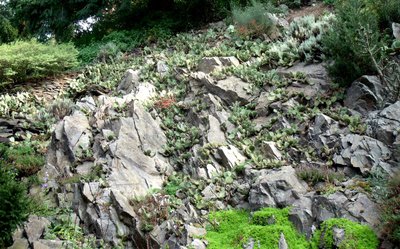 Kaktusy na kamenné stráni (Průhonice)