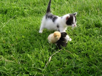 Tak kočičáci ještě jednou - mláďátka.