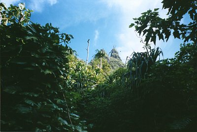 Kauai - bujná vegetace na stezce na útesu Na Pali