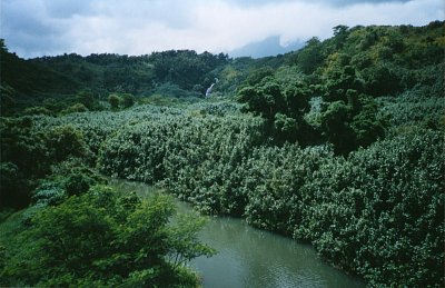 Kauai - vnitrozemí