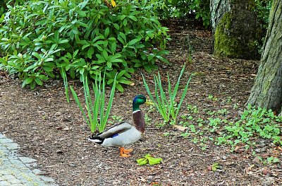 Zatúlaná kachnička