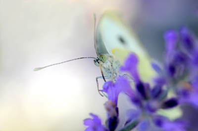 Když se pasou motýli...