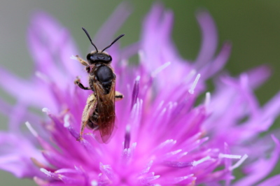Když včelky tančí...