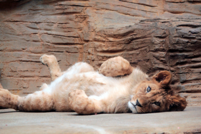 Když kočky, tak kočky...