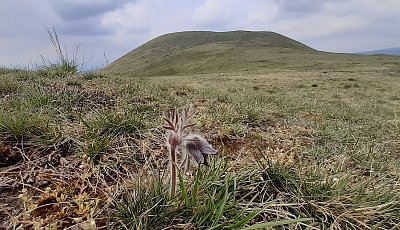 Poklekám, ani nedutám *