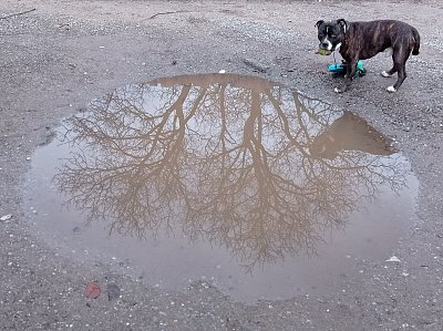 A proč fotíš ty kaluže ?