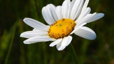 V hlavní roli - kopretina